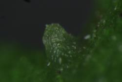 Cardamine megalantha. Leaflet axillary hydathode.
 Image: P.B. Heenan © Landcare Research 2019 CC BY 3.0 NZ